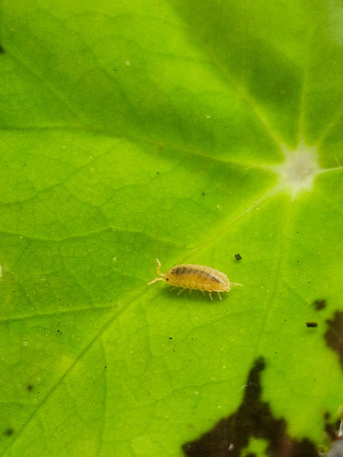 Orange Isopods – Nature’s Little Custodians