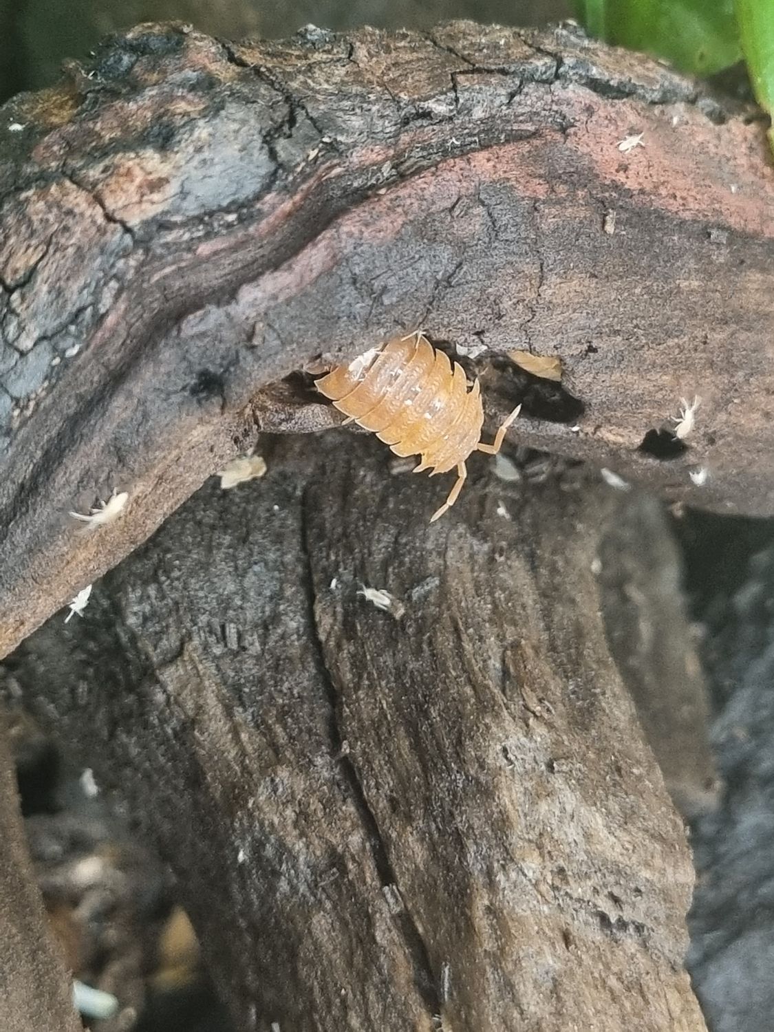 Orange Isopods – Nature’s Little Custodians