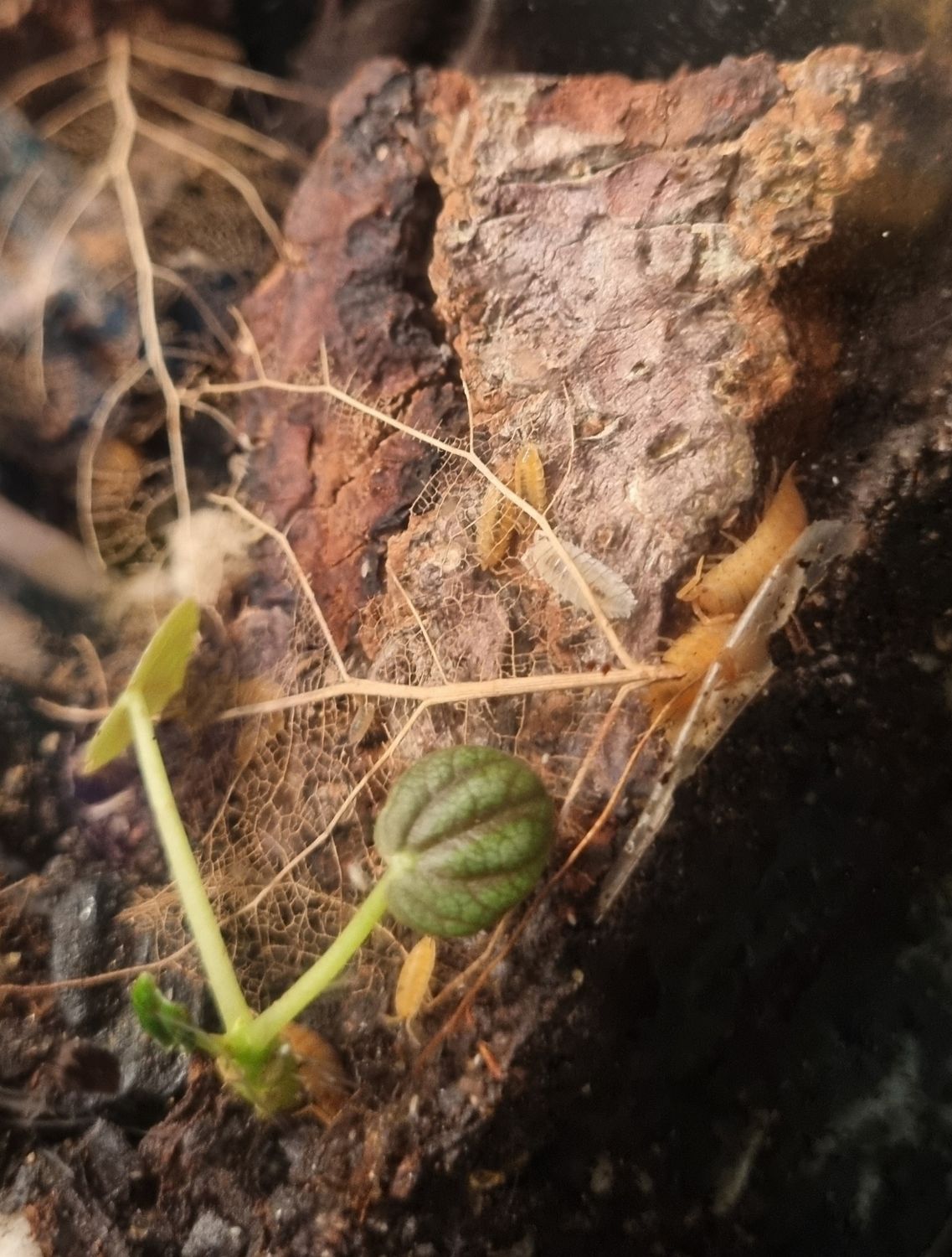 Orange Isopods – Nature’s Little Custodians