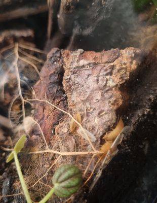 White Scabber Isopods – Nature&#39;s Little Custodians