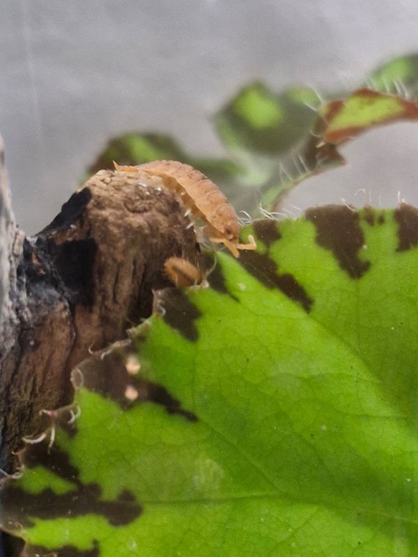 Orange Isopods – Nature’s Little Custodians