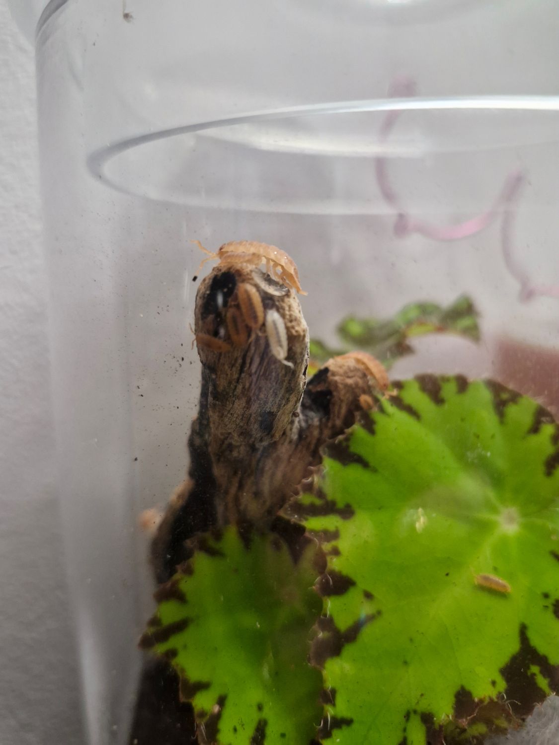 Orange Isopods – Nature’s Little Custodians