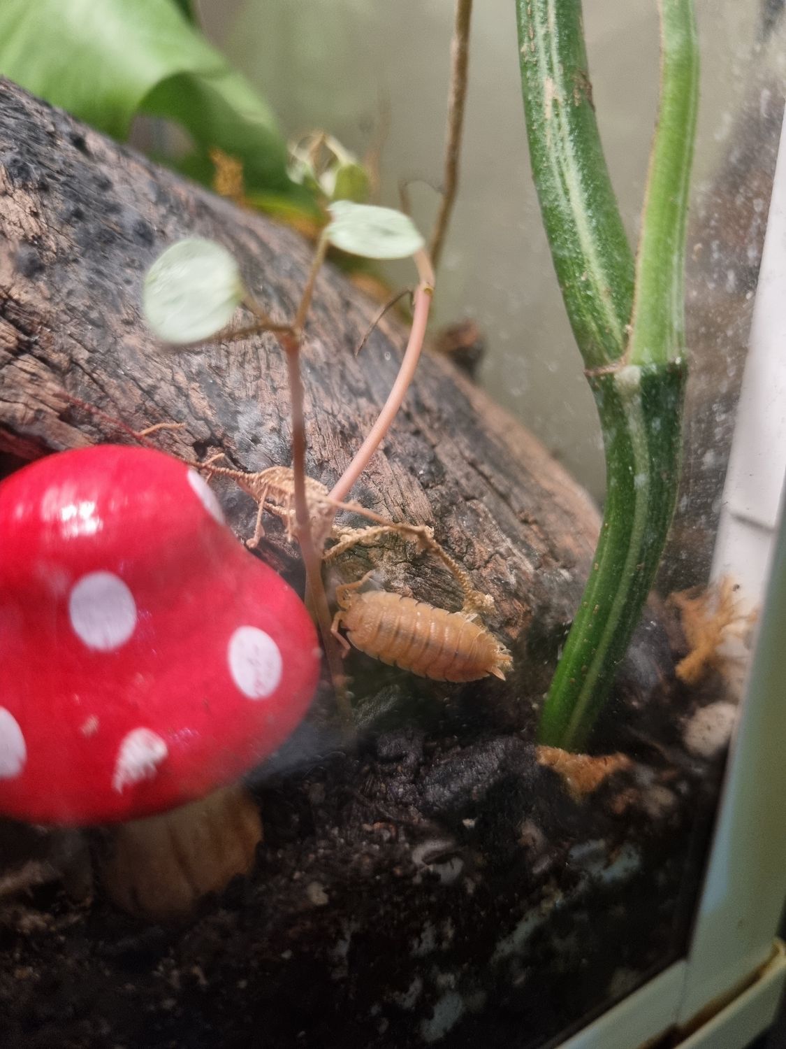 Orange Isopods – Nature’s Little Custodians