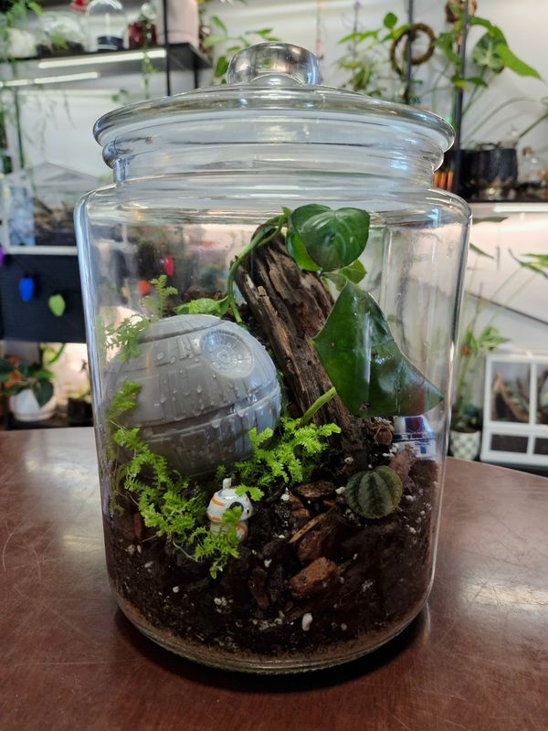 Botanical Bioactive Terrarium - Large