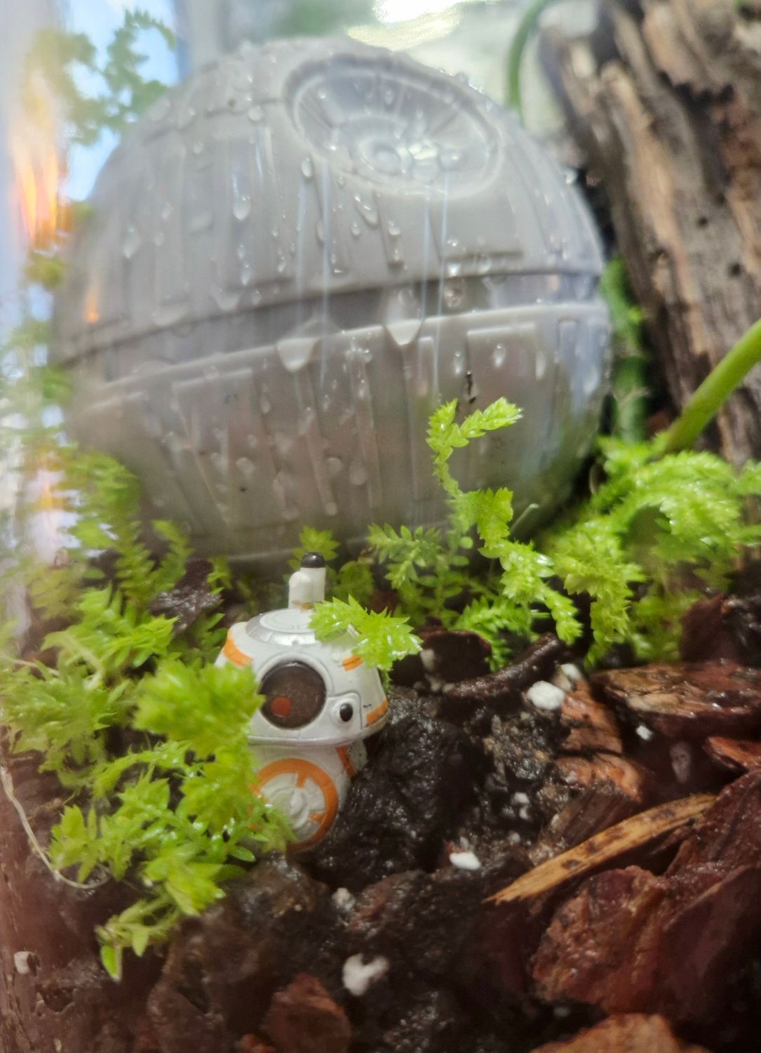 Botanical Bioactive Terrarium - Large