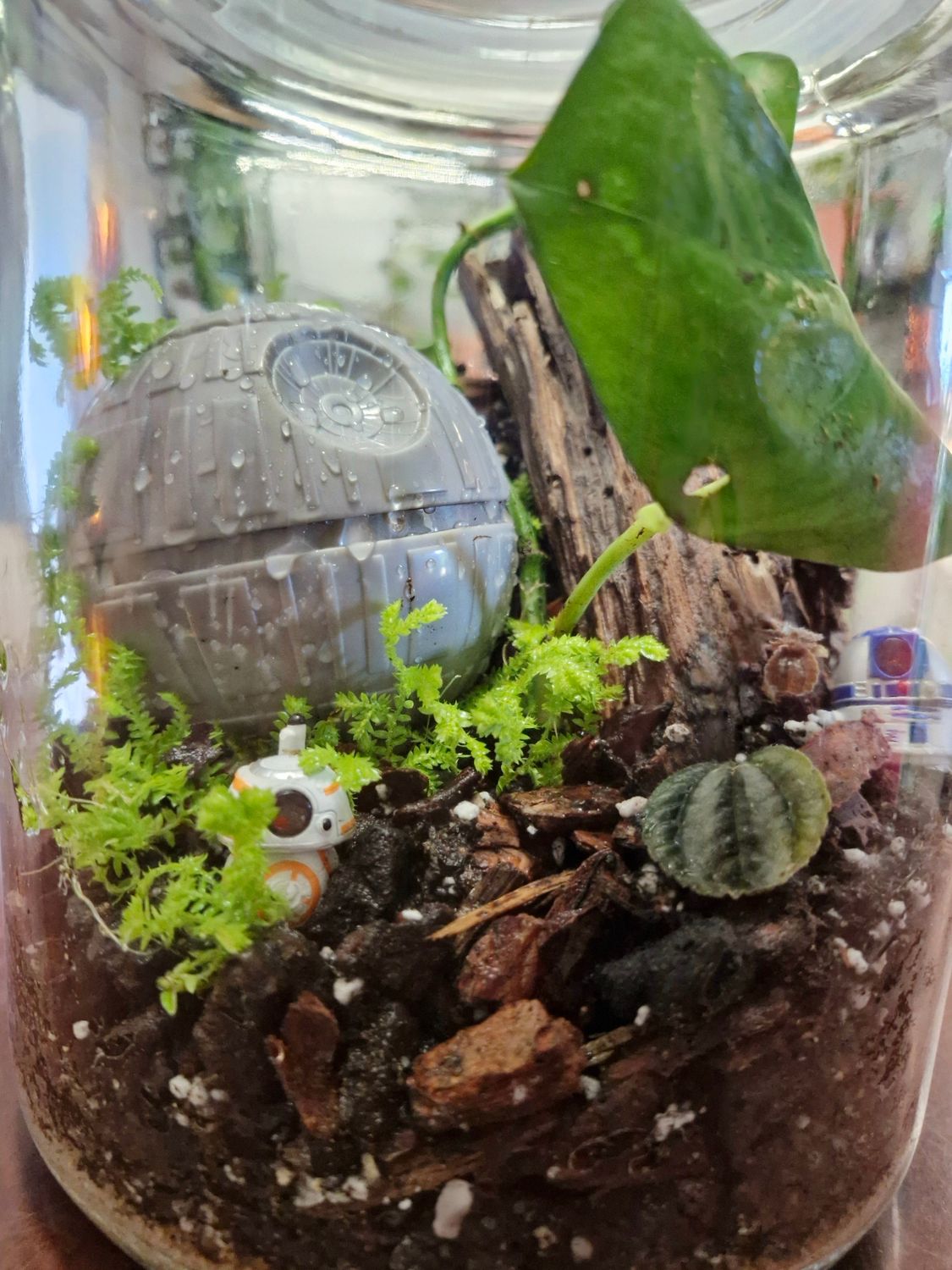 Botanical Bioactive Terrarium - Large