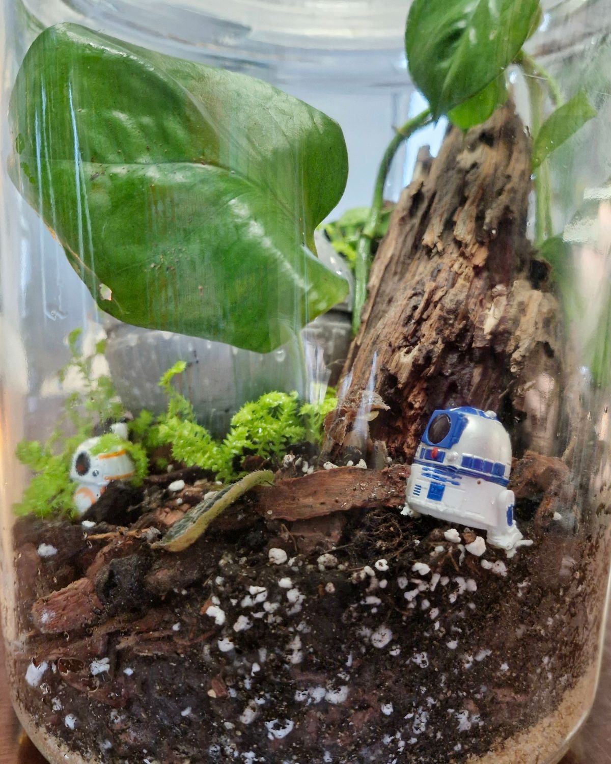 Botanical Bioactive Terrarium - Large