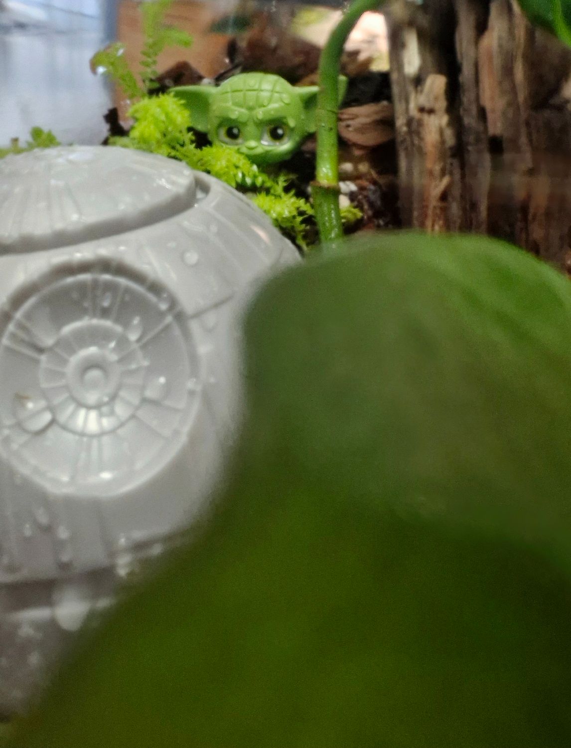 Botanical Bioactive Terrarium - Large