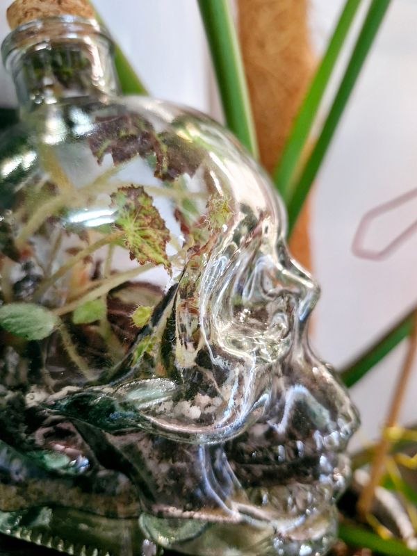 Skull Terrarium - Petite
