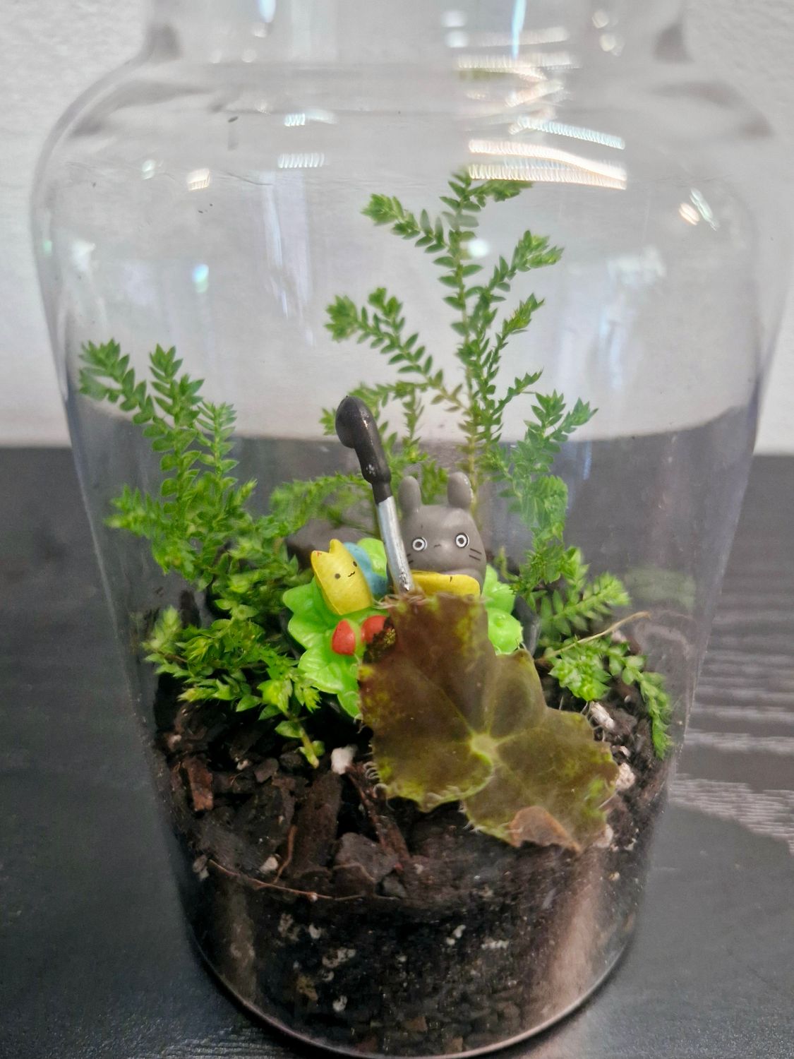 Tropical Terrarium - Mini