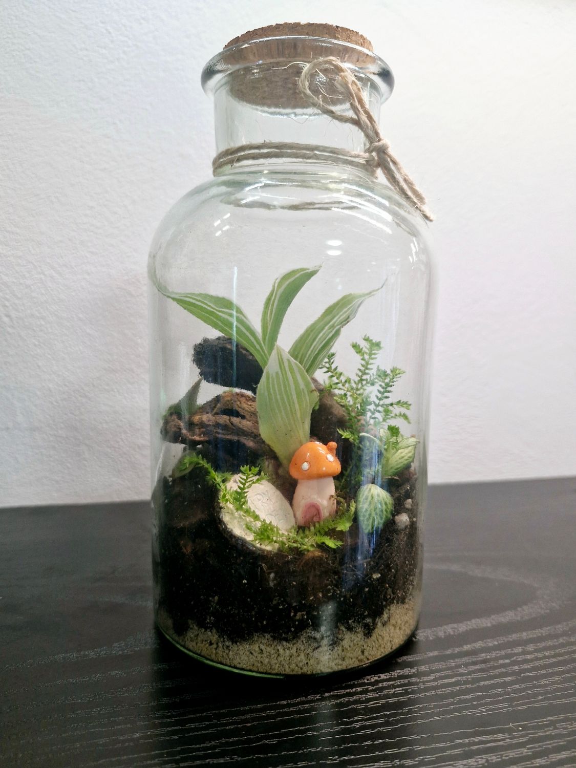Tropical Bioactive Terrarium - Pocket