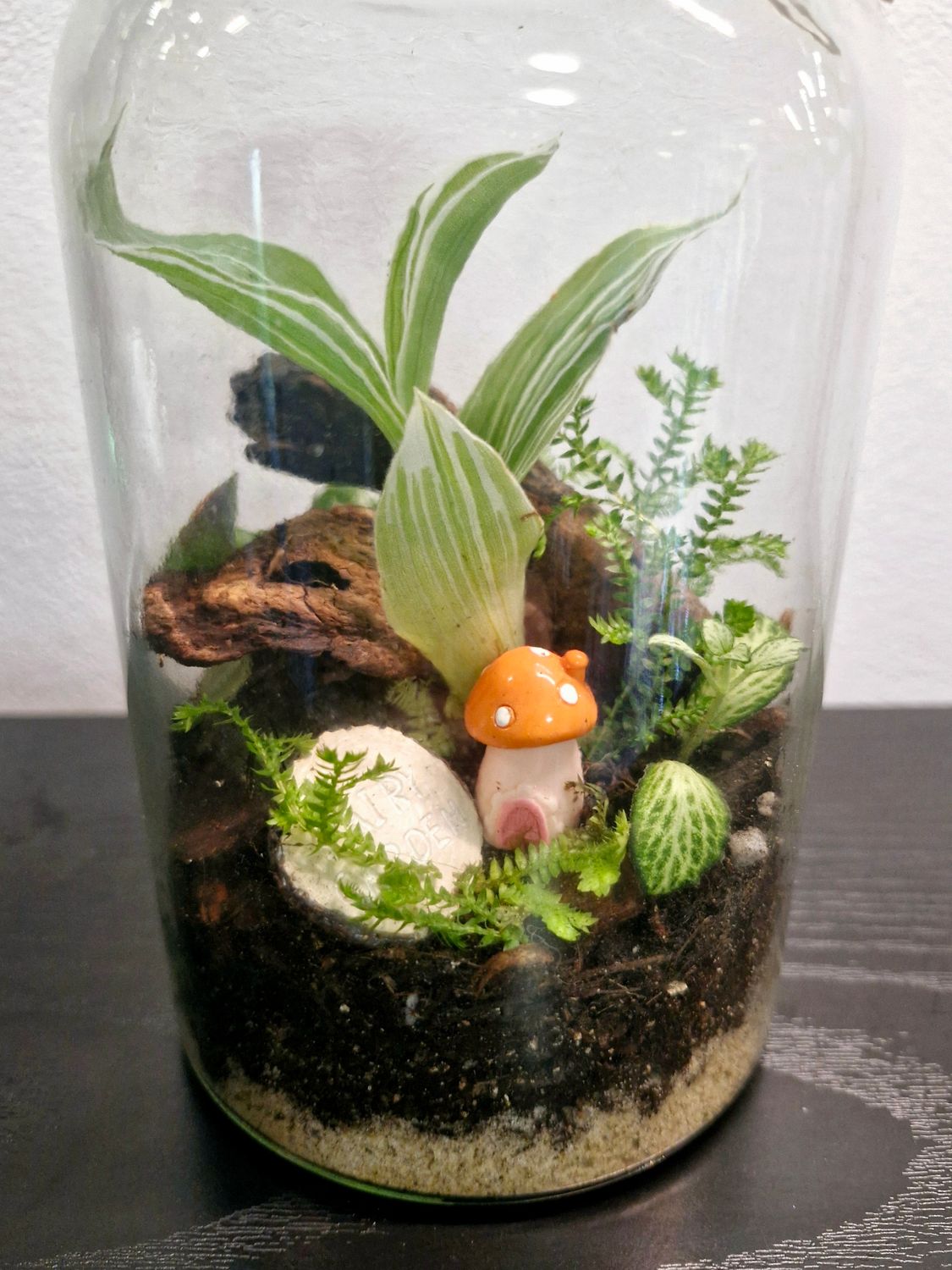 Tropical Bioactive Terrarium - Pocket