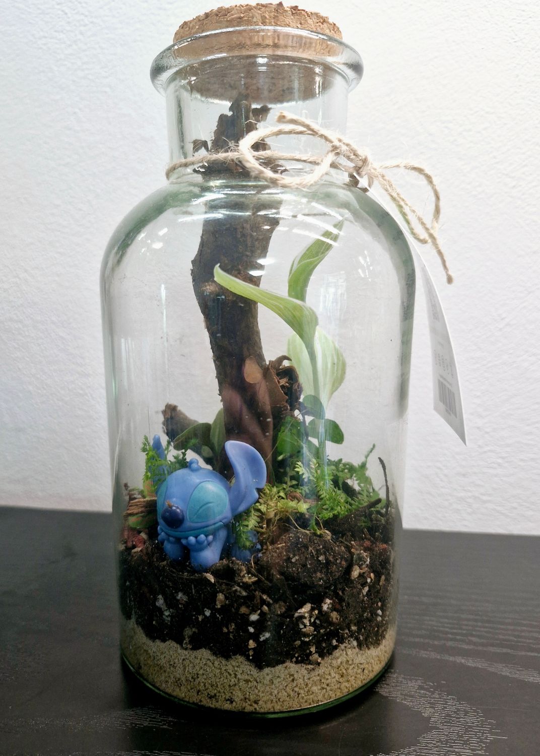 Tropical Bioactive Terrarium - Pocket