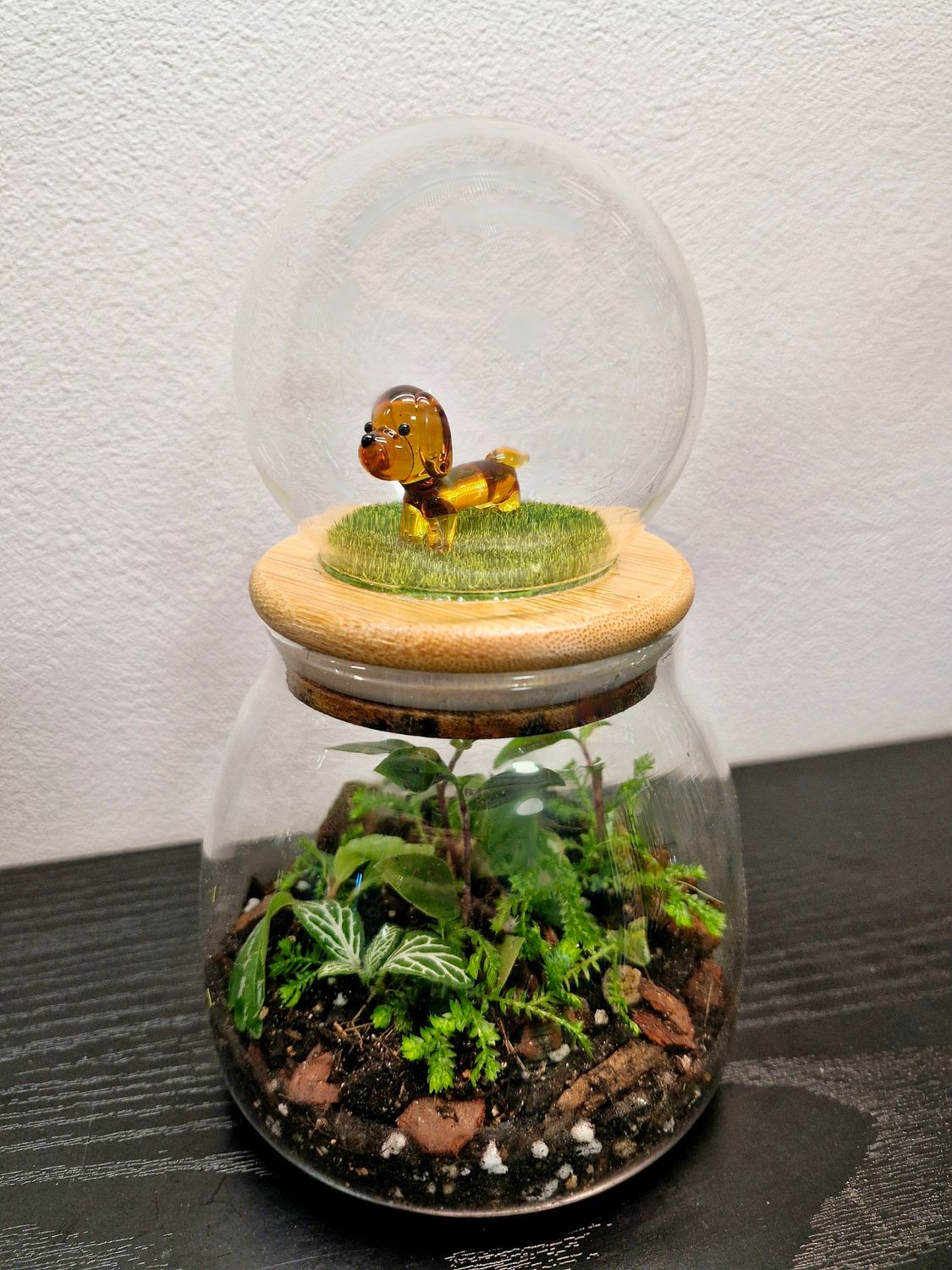 Let it Grow Bioactive Terrarium - Pocket