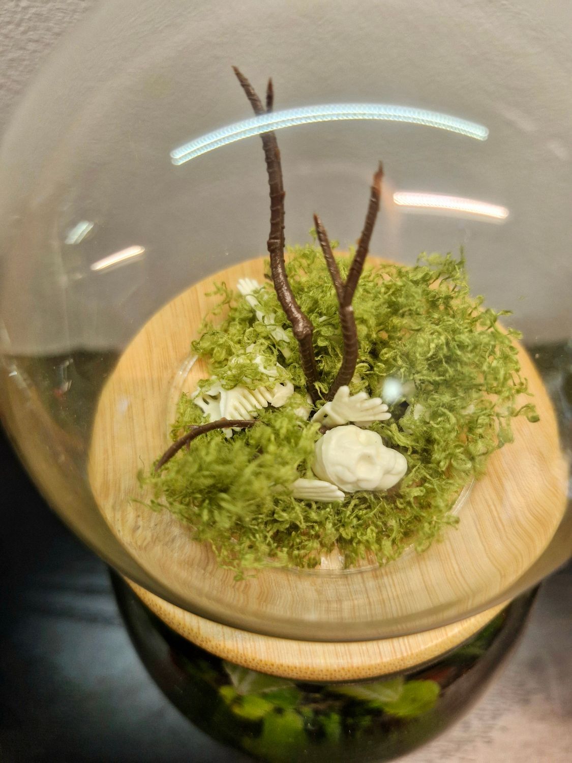 Let it Grow Bioactive Terrarium - Pocket