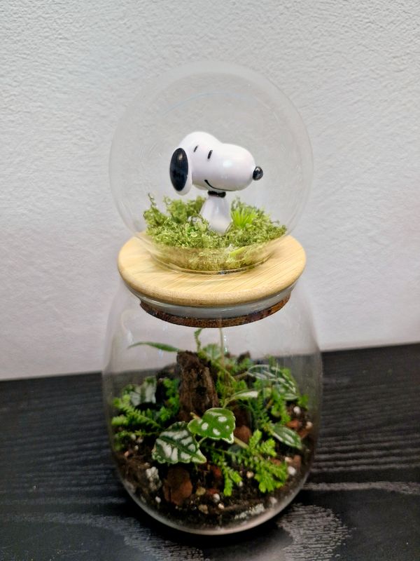 Let it Grow Bioactive Terrarium - Little