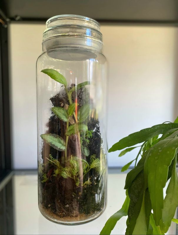 Best of Both worlds - Bioactive Terrarium