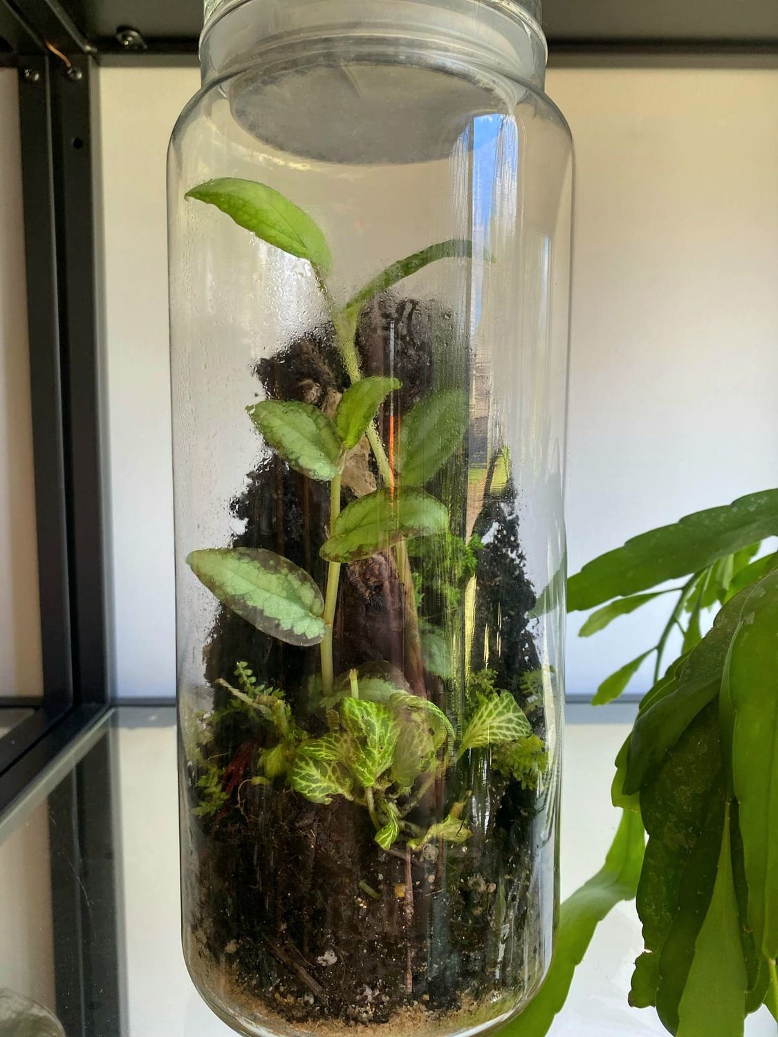 Best of Both worlds - Bioactive Terrarium