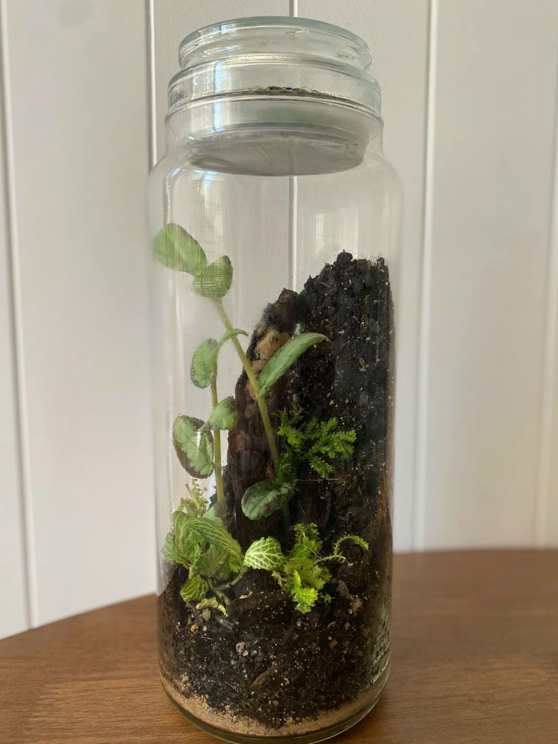 Best of Both worlds - Bioactive Terrarium