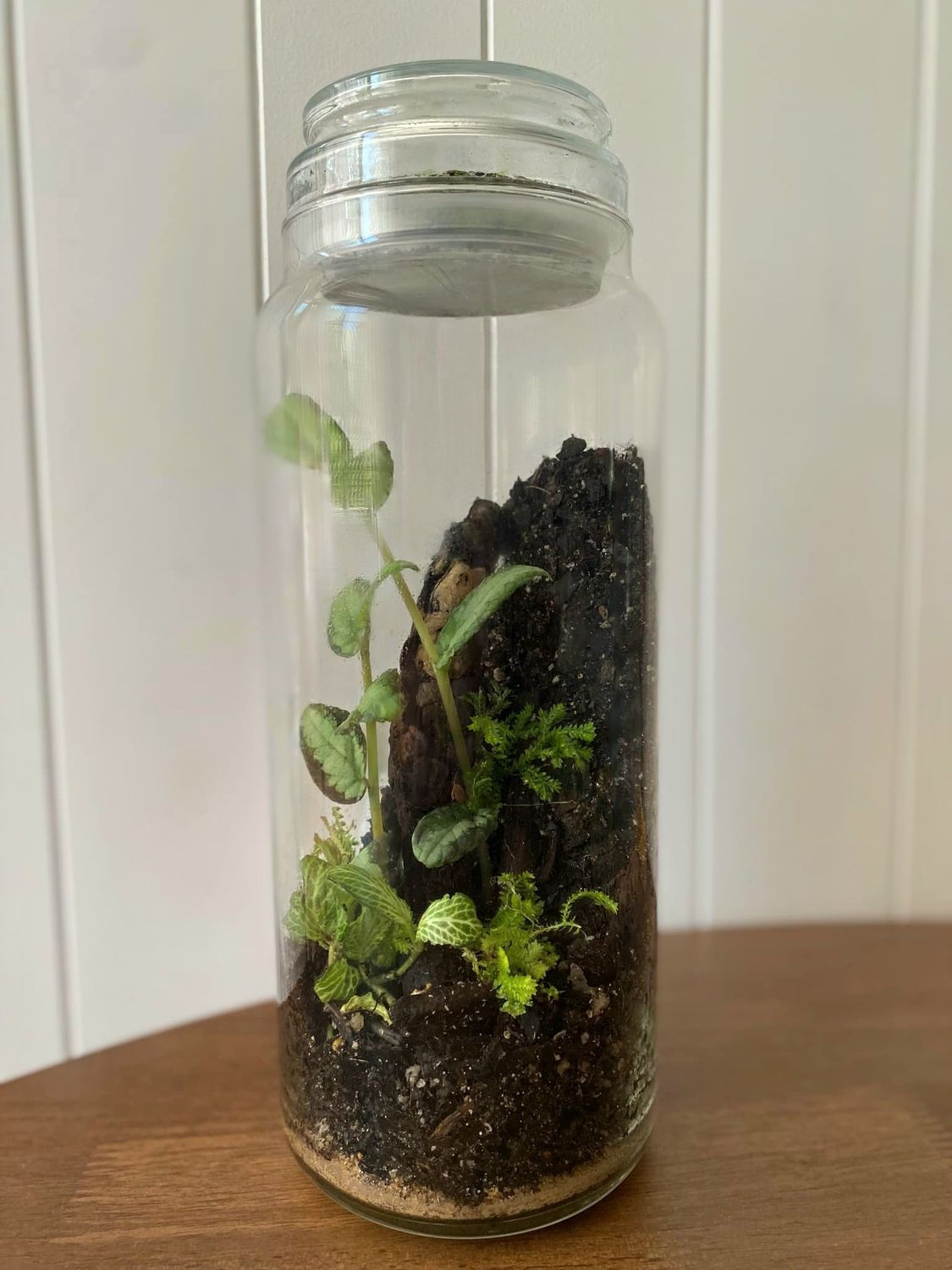 Best of Both worlds - Bioactive Terrarium