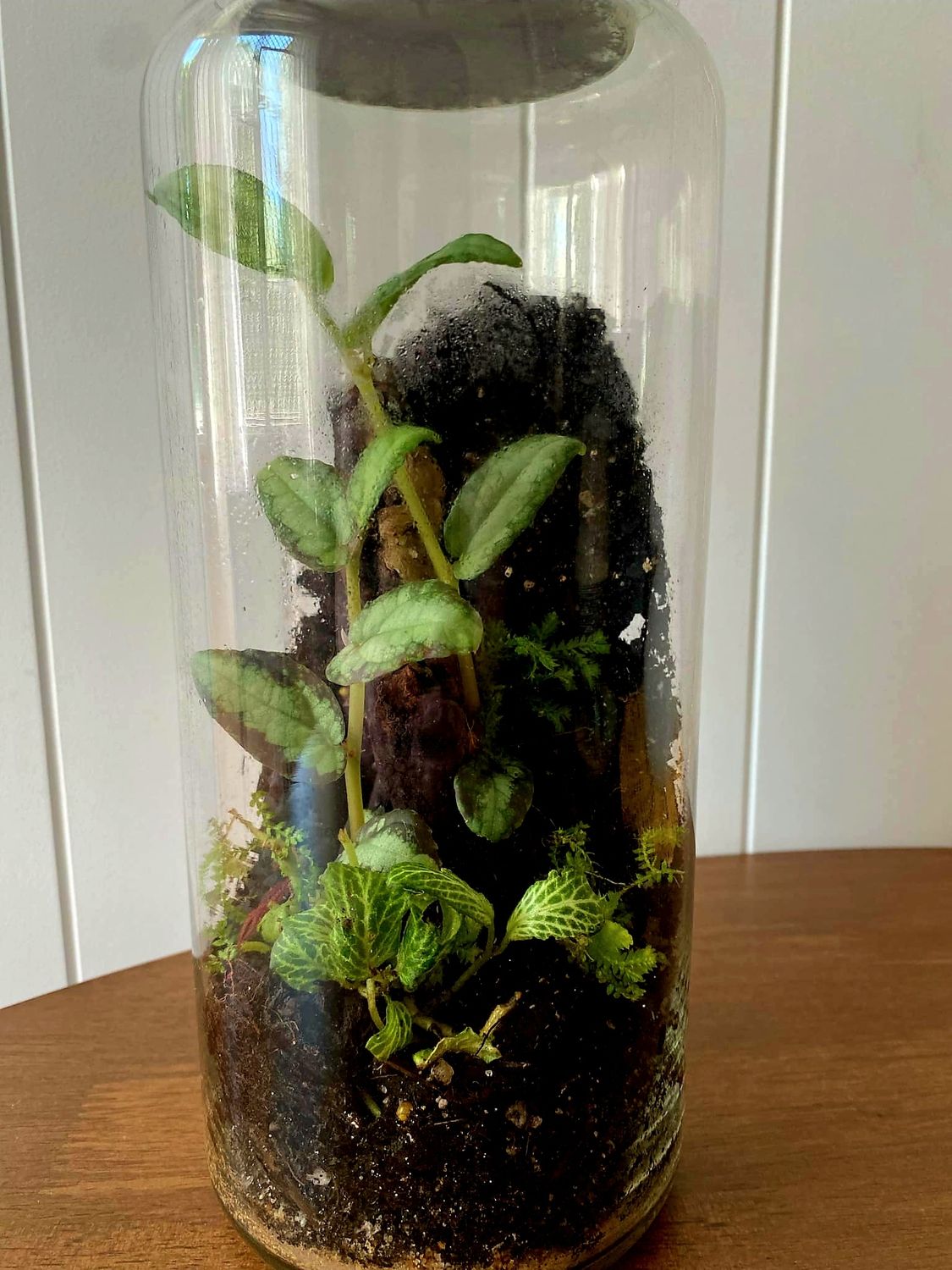 Best of Both worlds - Bioactive Terrarium