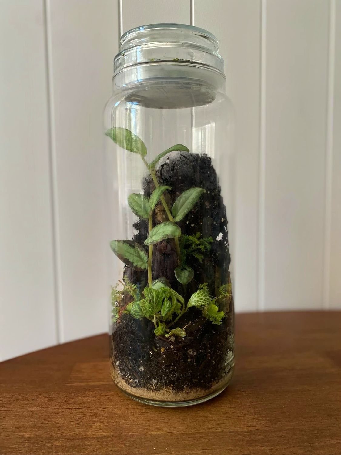 Best of Both worlds - Bioactive Terrarium