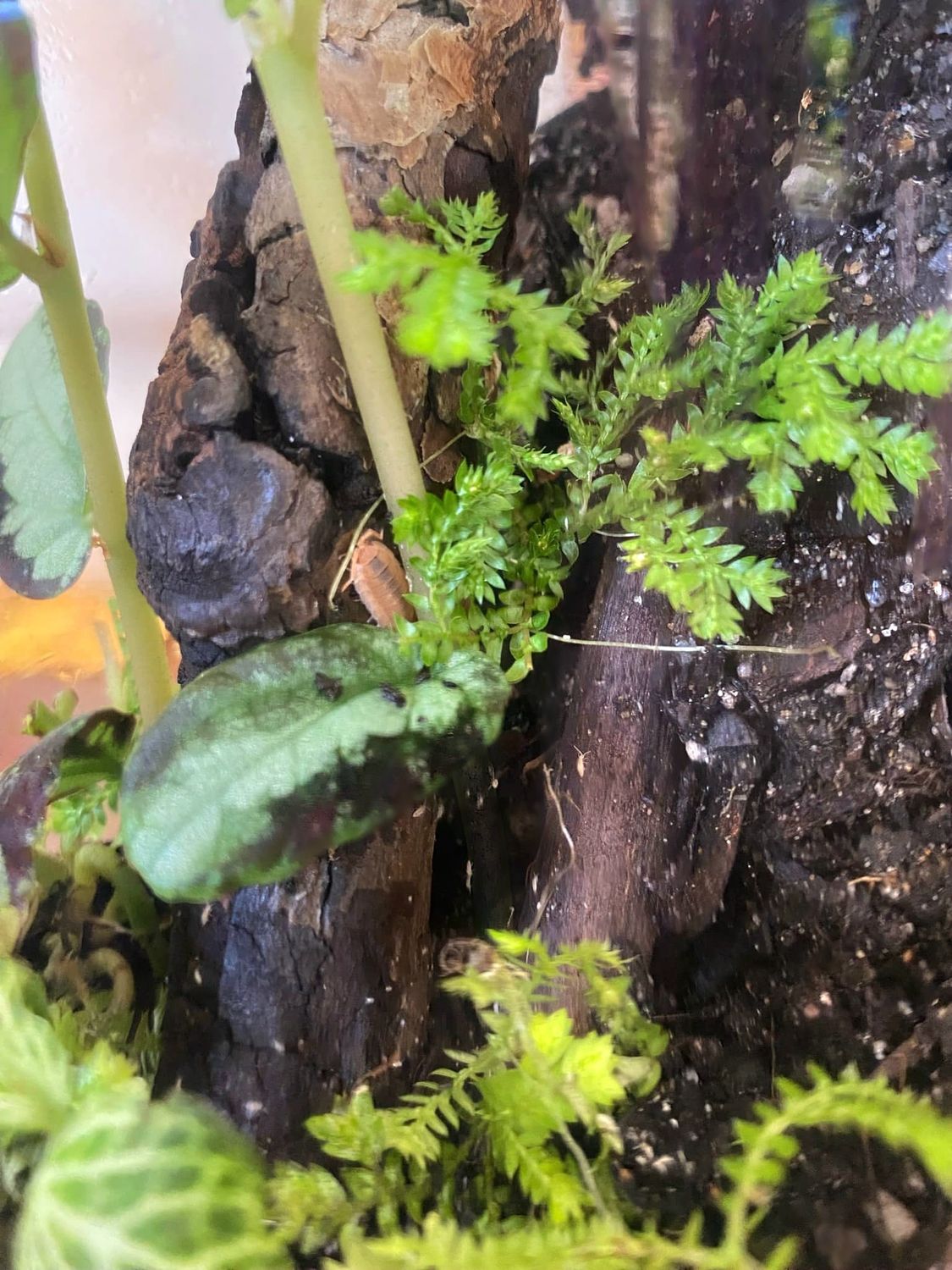Best of Both worlds - Bioactive Terrarium
