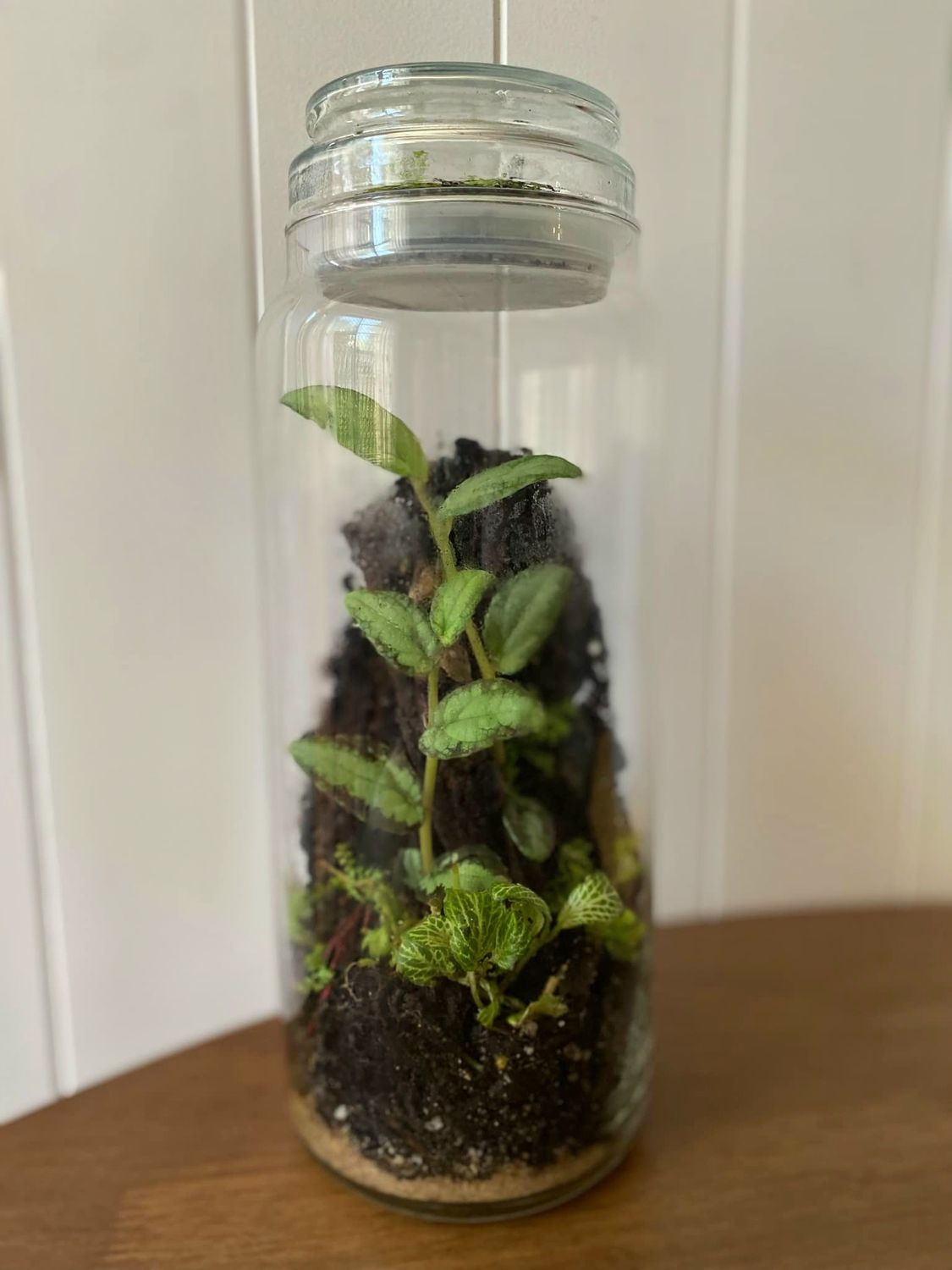 Best of Both worlds - Bioactive Terrarium
