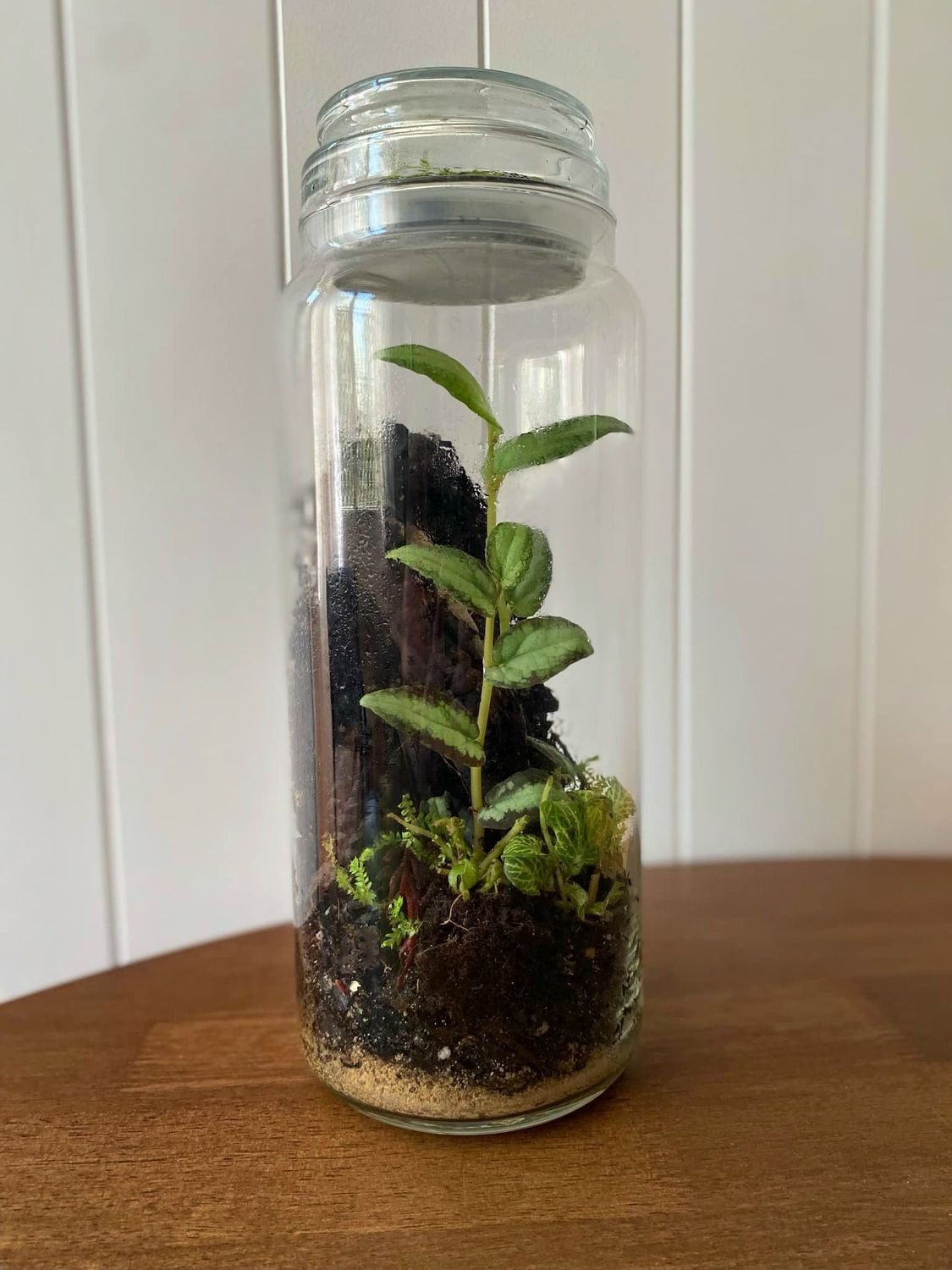 Best of Both worlds - Bioactive Terrarium