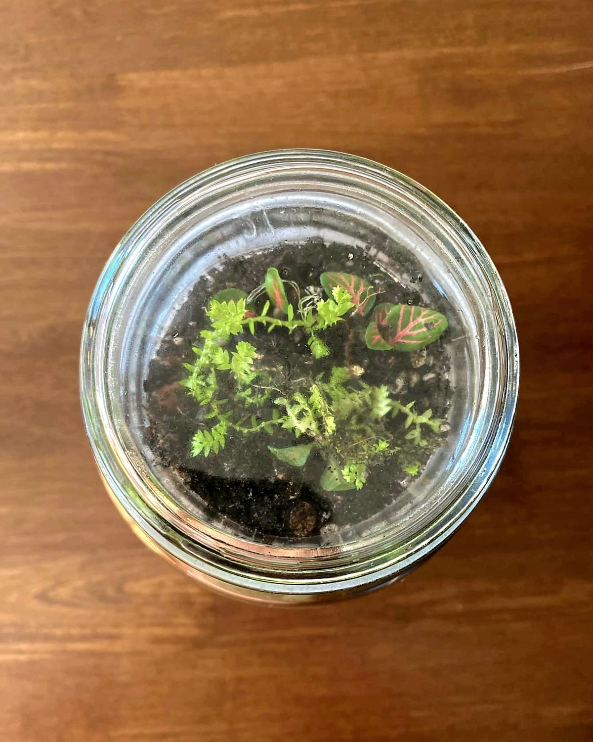Best of Both worlds - Bioactive Terrarium