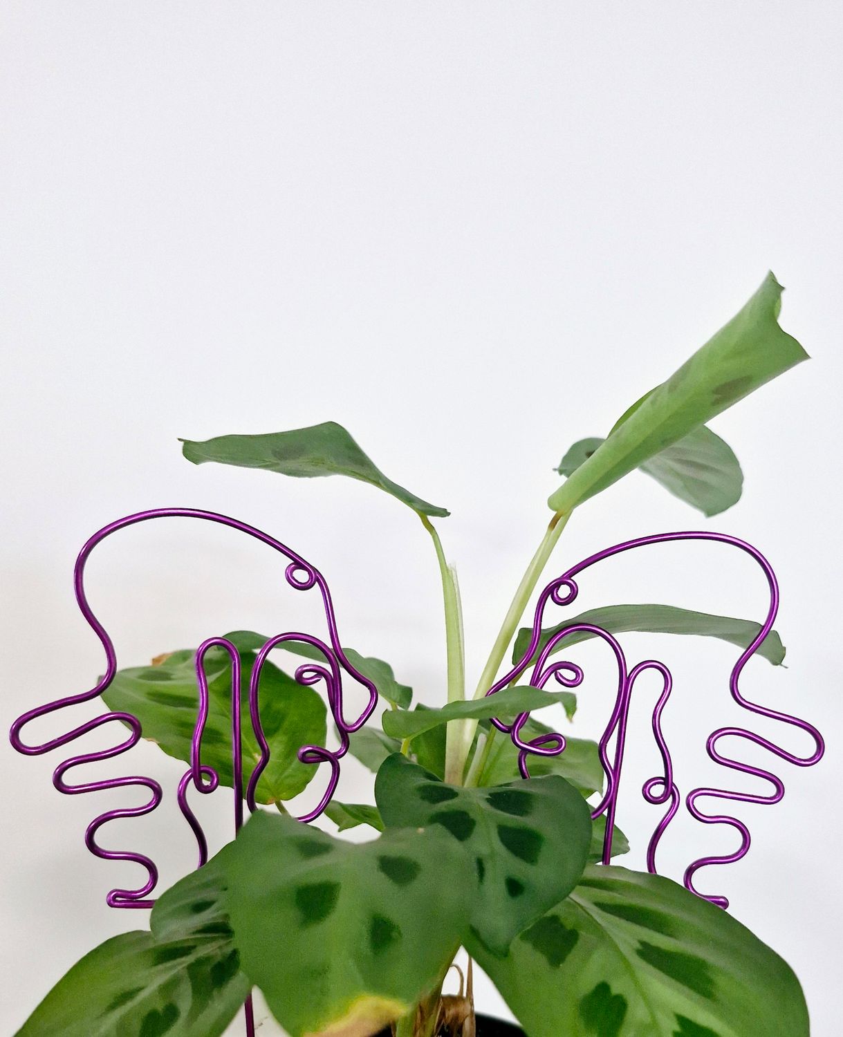 “The Twin Tendril” – Gemini Zodiac Plant Stake