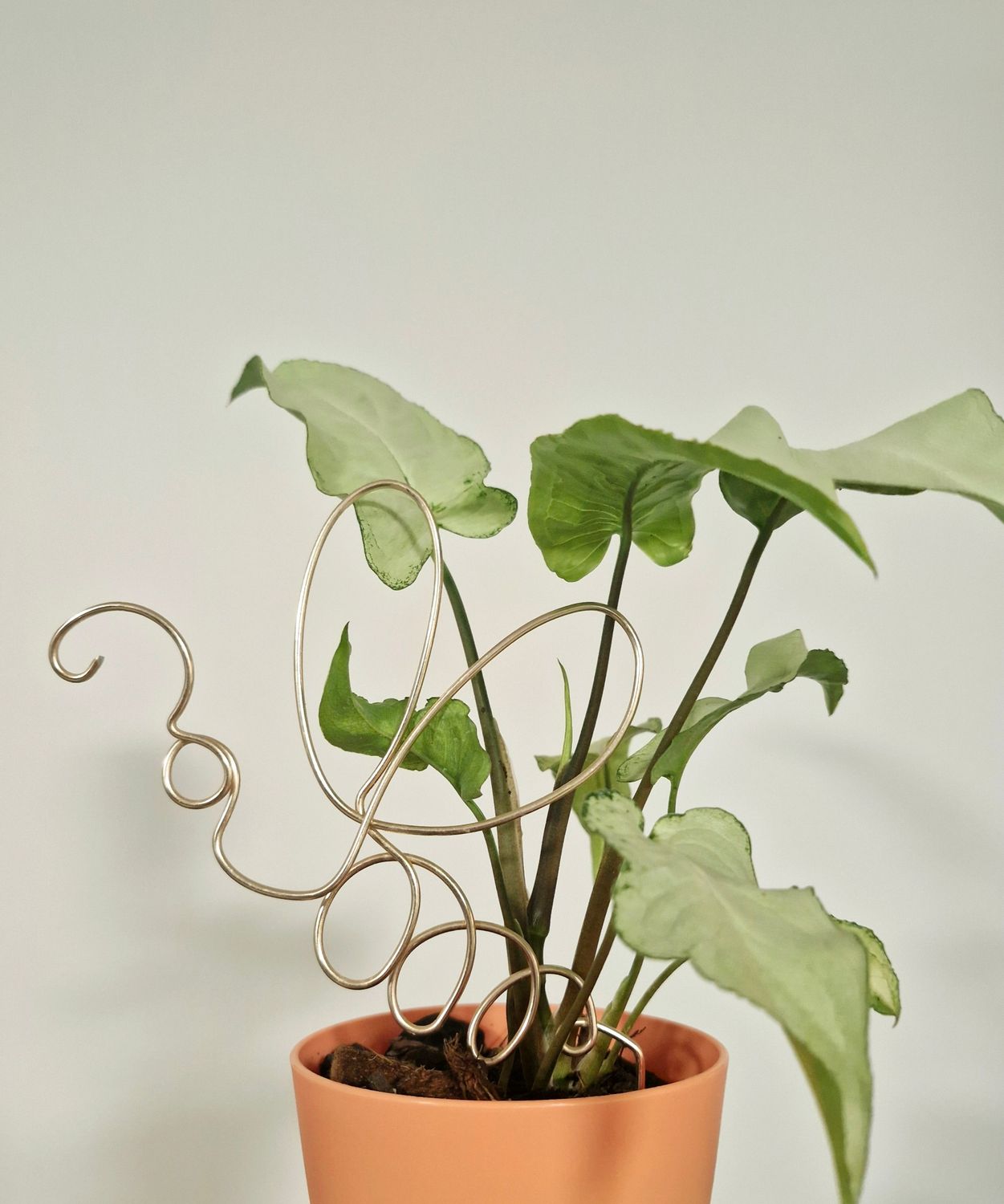 Wasp Up Plant Stake