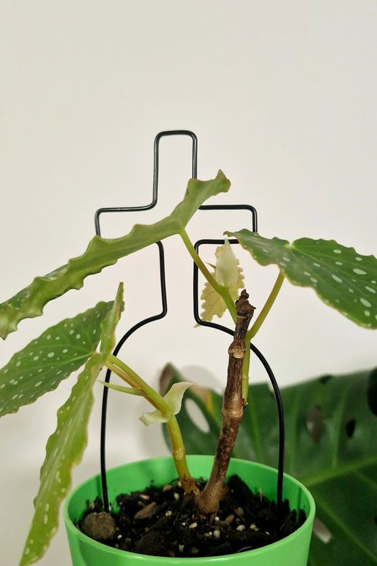 Grave &amp; Vine Wire Plant Stake