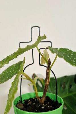 Grave &amp; Vine Wire Plant Stake