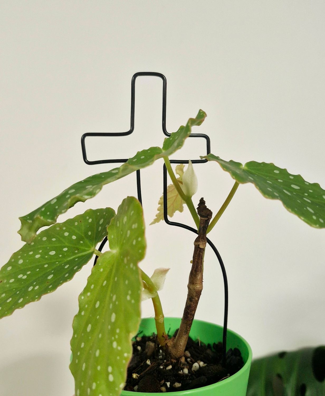 Grave &amp; Vine Wire Plant Stake