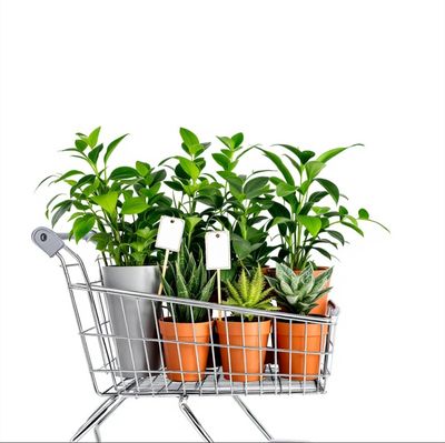 Wholesale