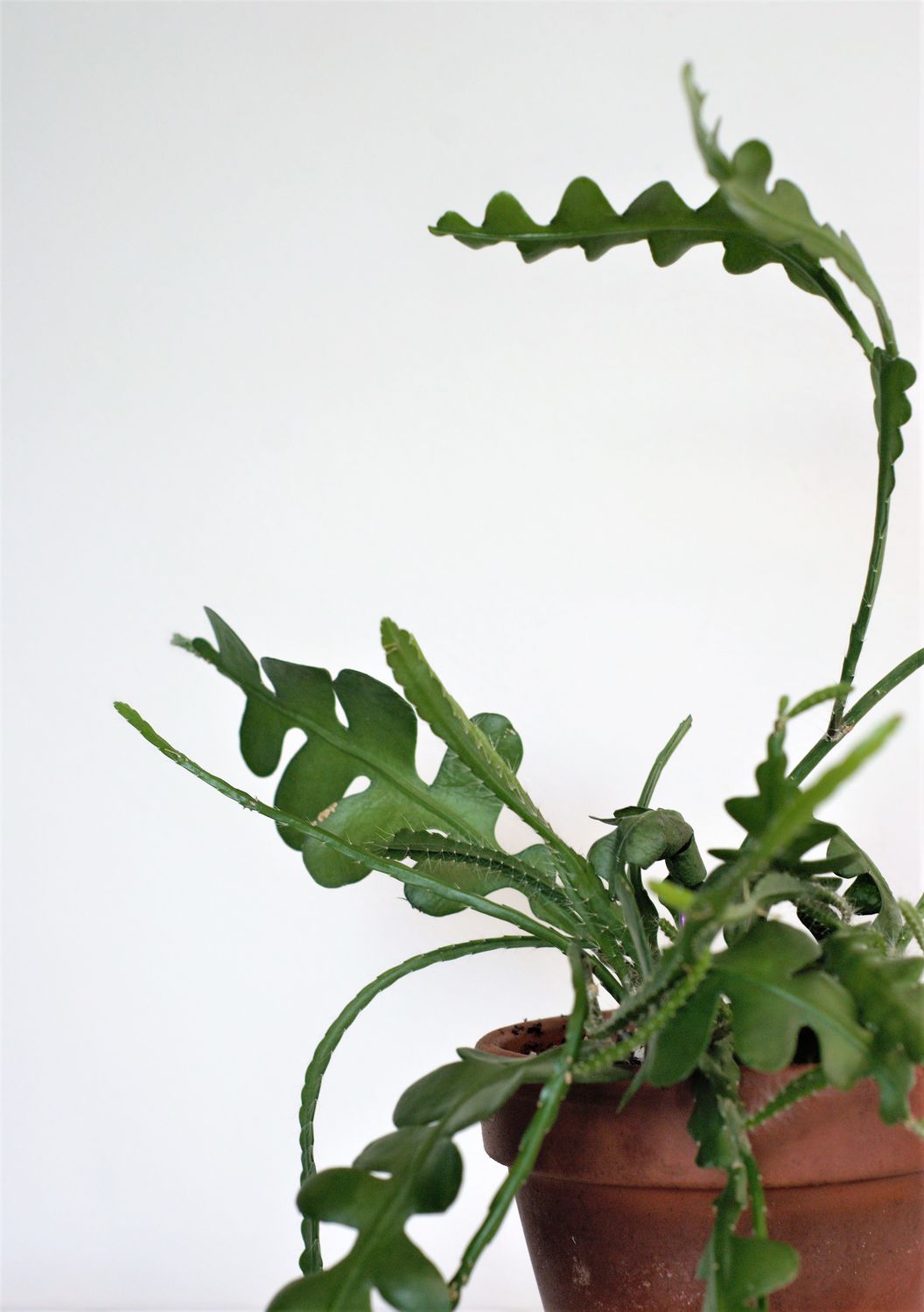 Fishbone plant