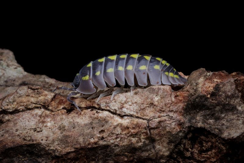 Vulgare Isopods – Nature&#39;s Little Custodians