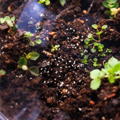 The Benefits of springtails
