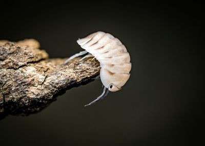 All About Isopods