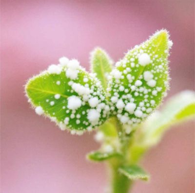 The Dreaded Mealybug