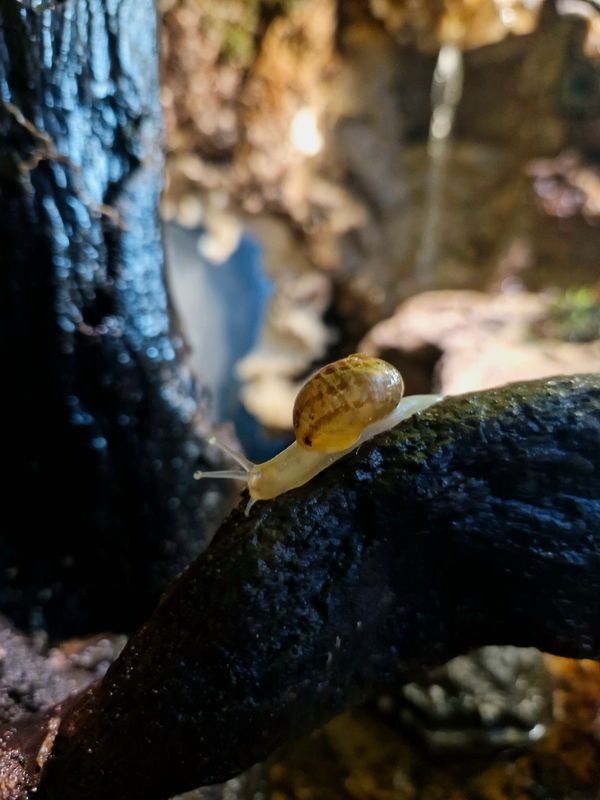 Snail