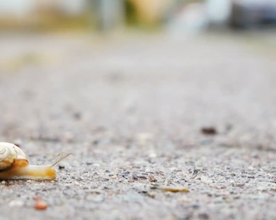 🐌 Spiked Awlsnails: Tiny Clean-Up Crew With a Wild Side