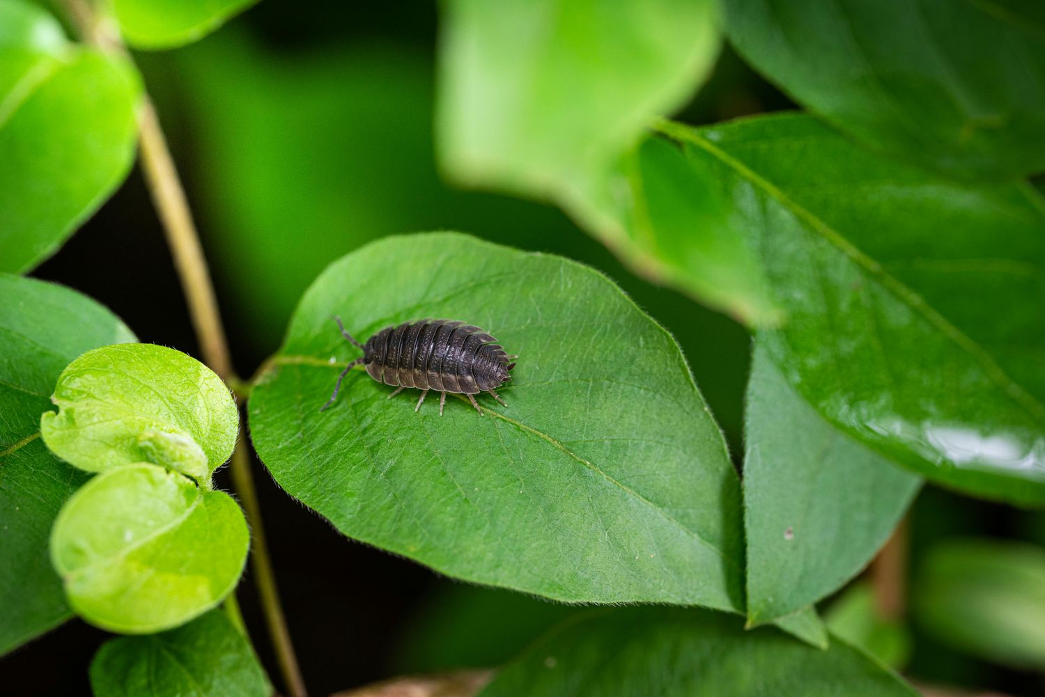 Grey Isopods – Nature’s Little Custodians