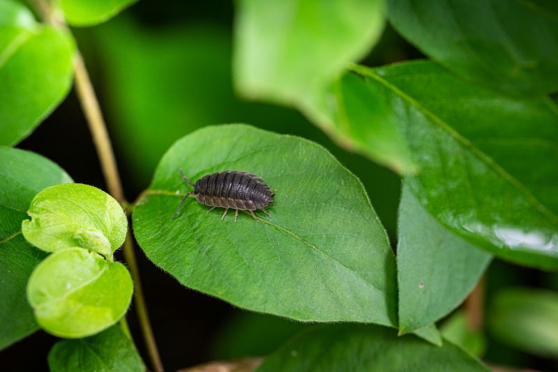 Grey Isopods – Nature’s Little Custodians