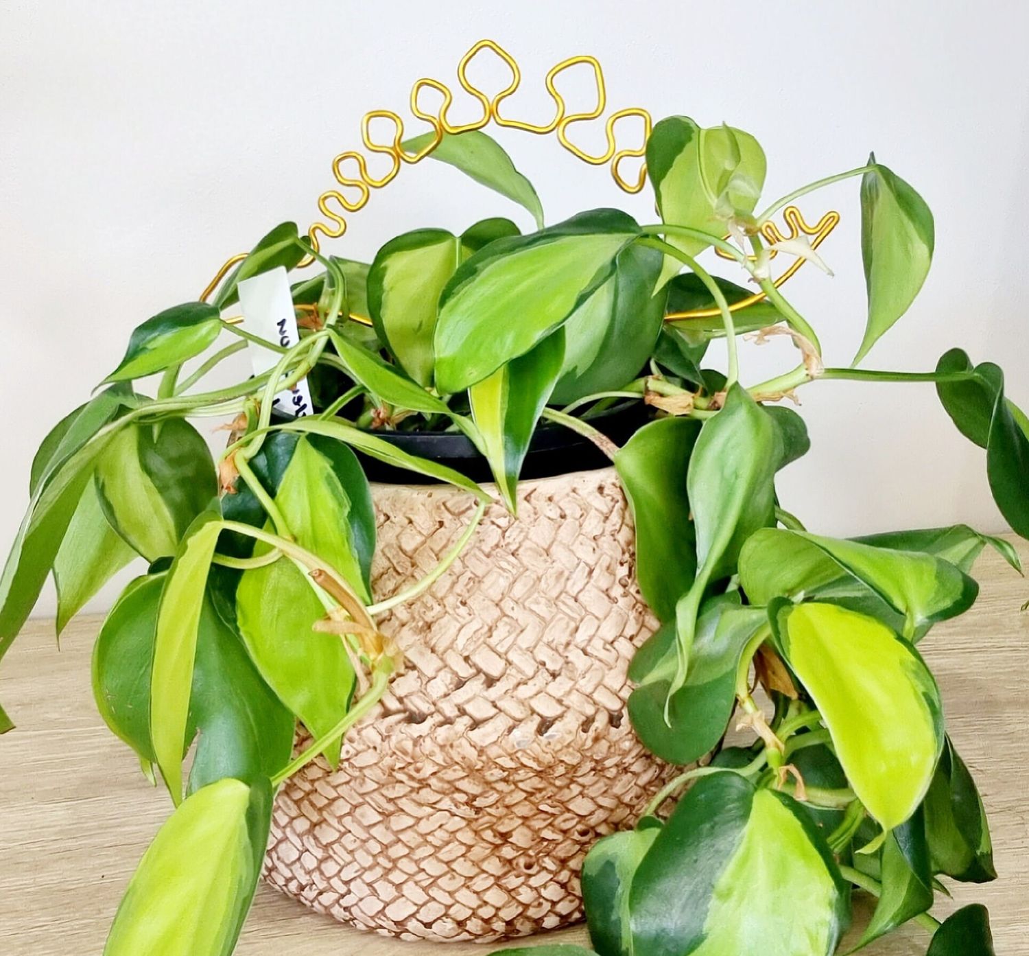 I Dino What to Tell Ya – Stegosaurus Plant Stake