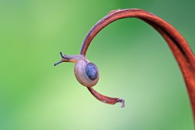 🐌 Getting to Know Garlic Snails: The Unsung Heroes of Your Bioactive Terrarium