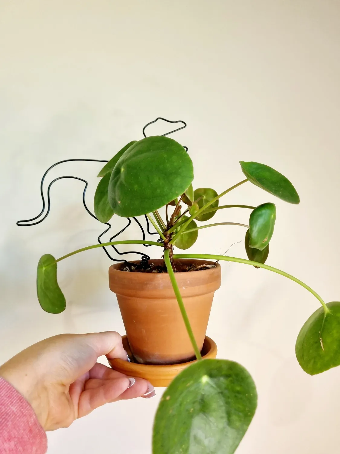 Have a RAW-some Day – Velociraptor Plant Stake