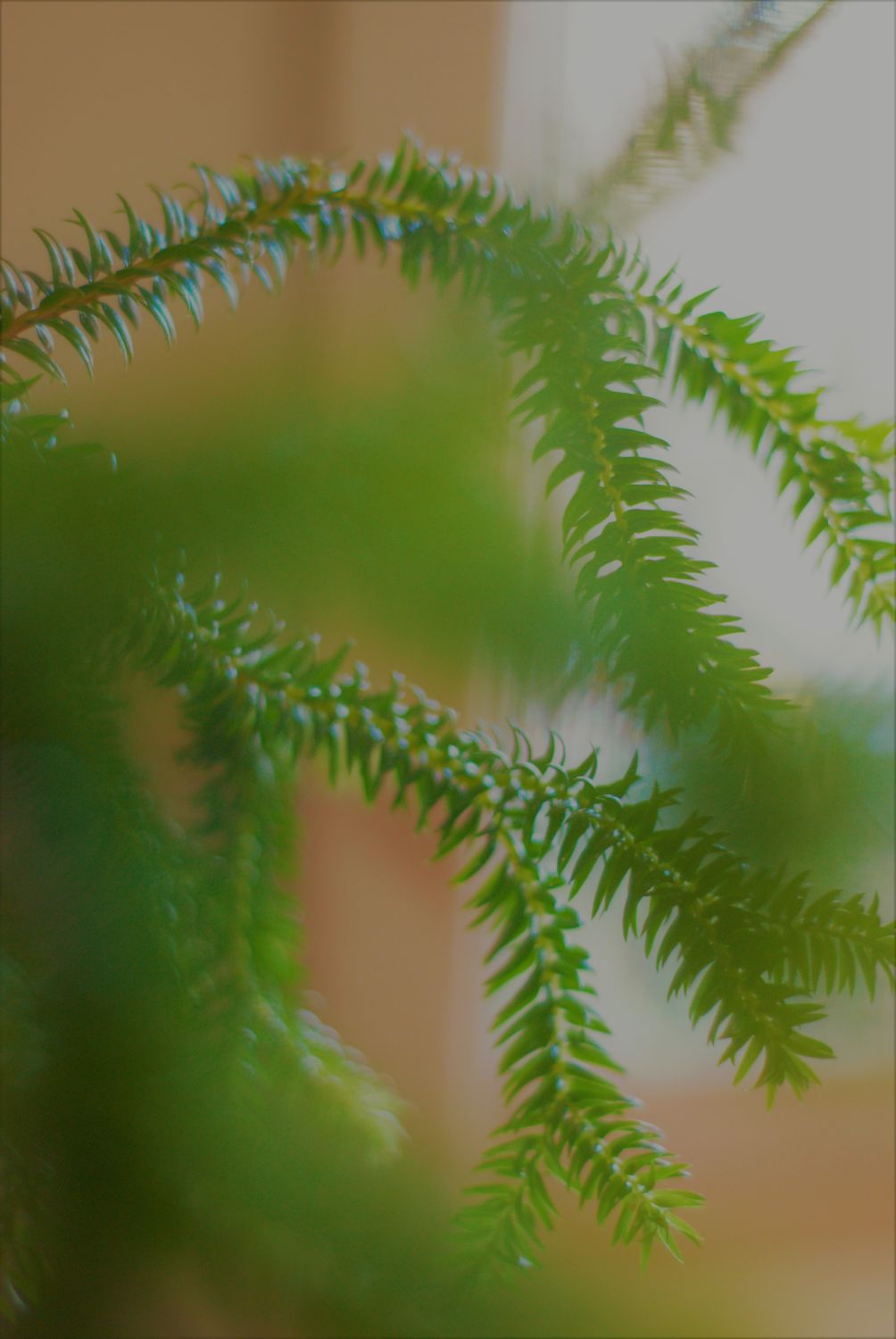 Plant photo