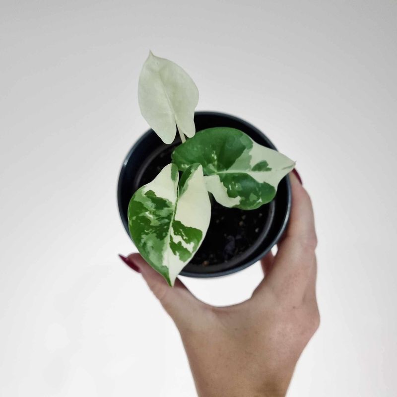 PlAnt photo 2